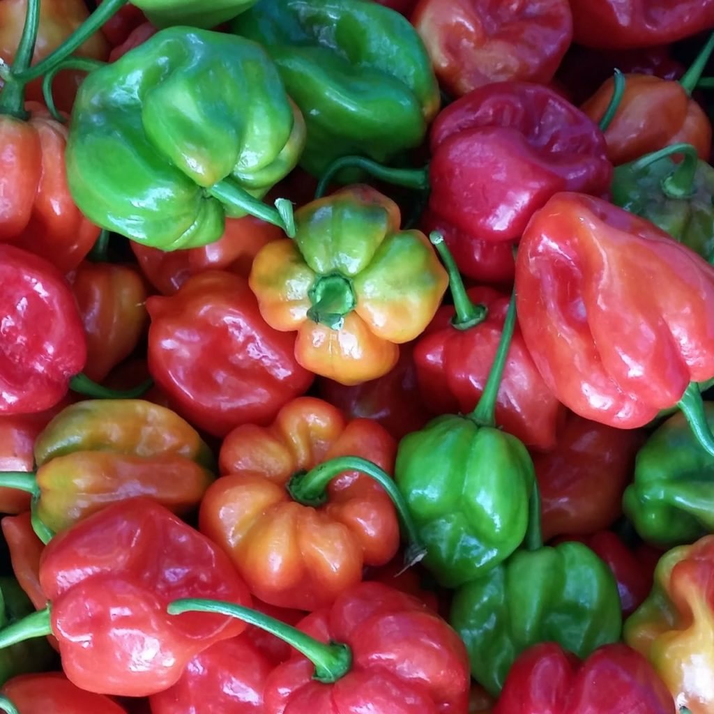 Ají Habanero rojo (Jamaican Pepper) Frescura Tropical